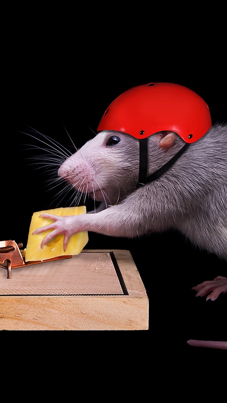 Iphone Wallpaper Clever Mouse, Helmet, Cheese, Mousetrap, - Rat Trap Helmet - HD Wallpaper 