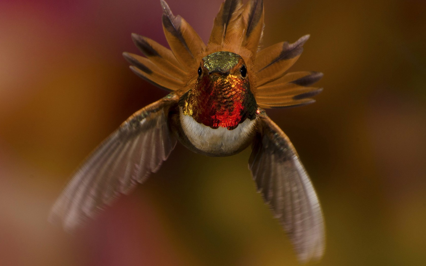 Amazing Hummingbirds - HD Wallpaper 