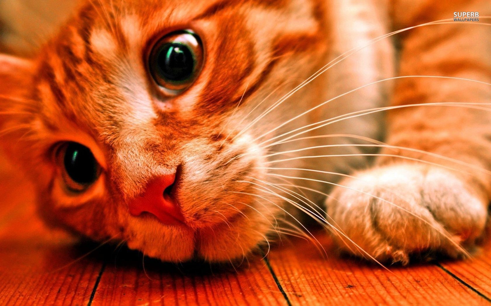 Orange Cat Big Eyes - HD Wallpaper 