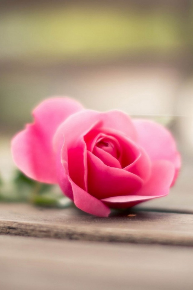 Rose Wallpaper For Android Phone 640x960 Teahub Io - Rose Flower Hd Wallpaper For Android Mobile