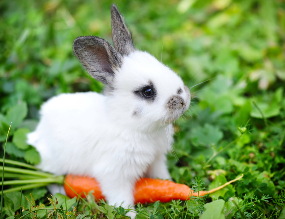 Baby-bunny - Baby Bunny With Carrot - HD Wallpaper 