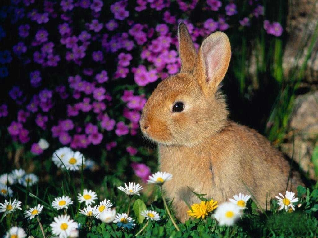 Live Rabbit Wallpaper - HD Wallpaper 
