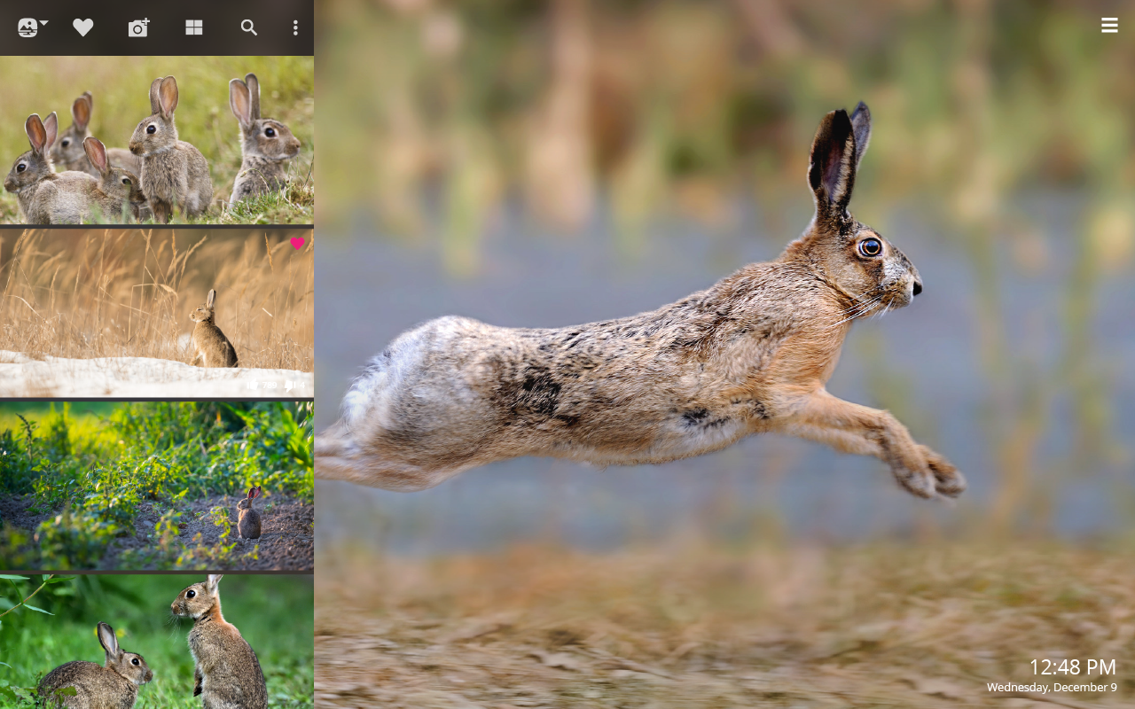 Wild Rabbits - HD Wallpaper 