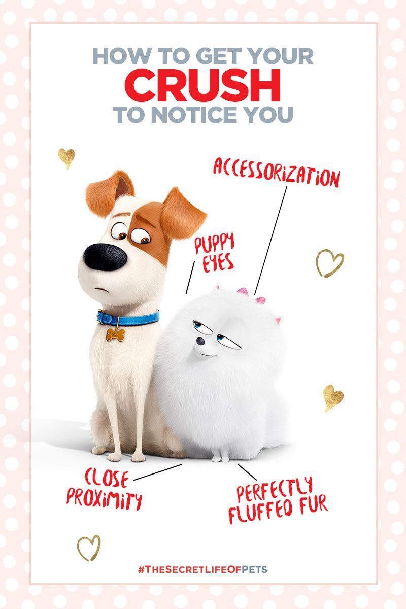 Companion Dog - HD Wallpaper 