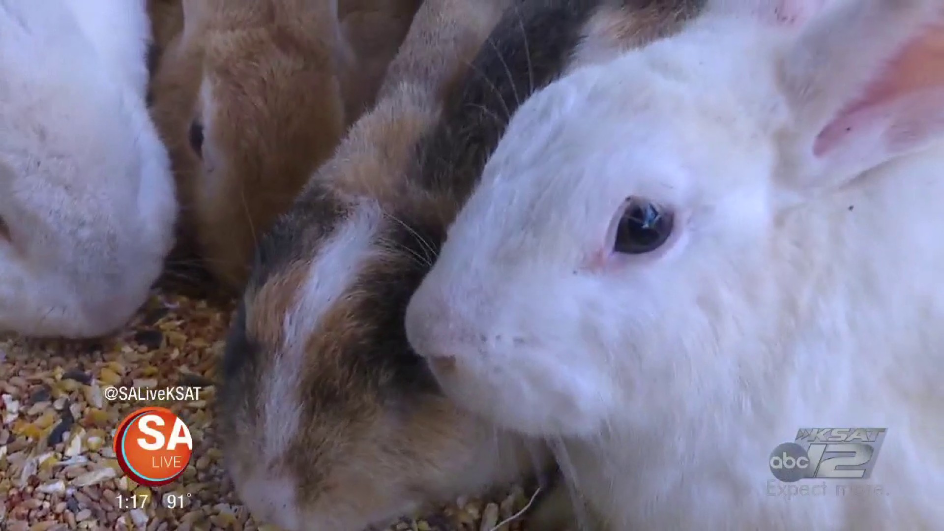 Domestic Rabbit - HD Wallpaper 