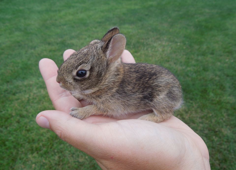 Rabbit-natlgeo - Rabbit In Hands - HD Wallpaper 