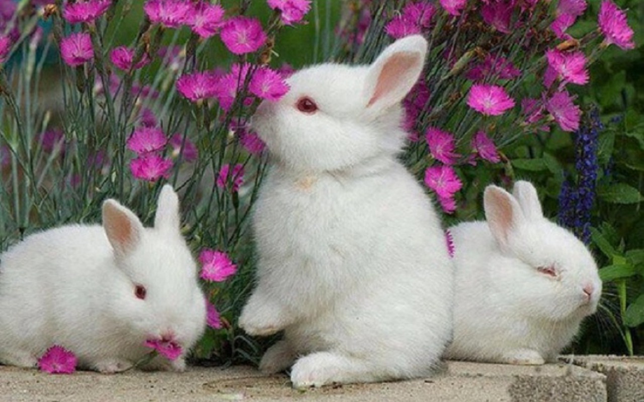 Cute Rabbit Wallpaper - Bunnies And Flowers - HD Wallpaper 