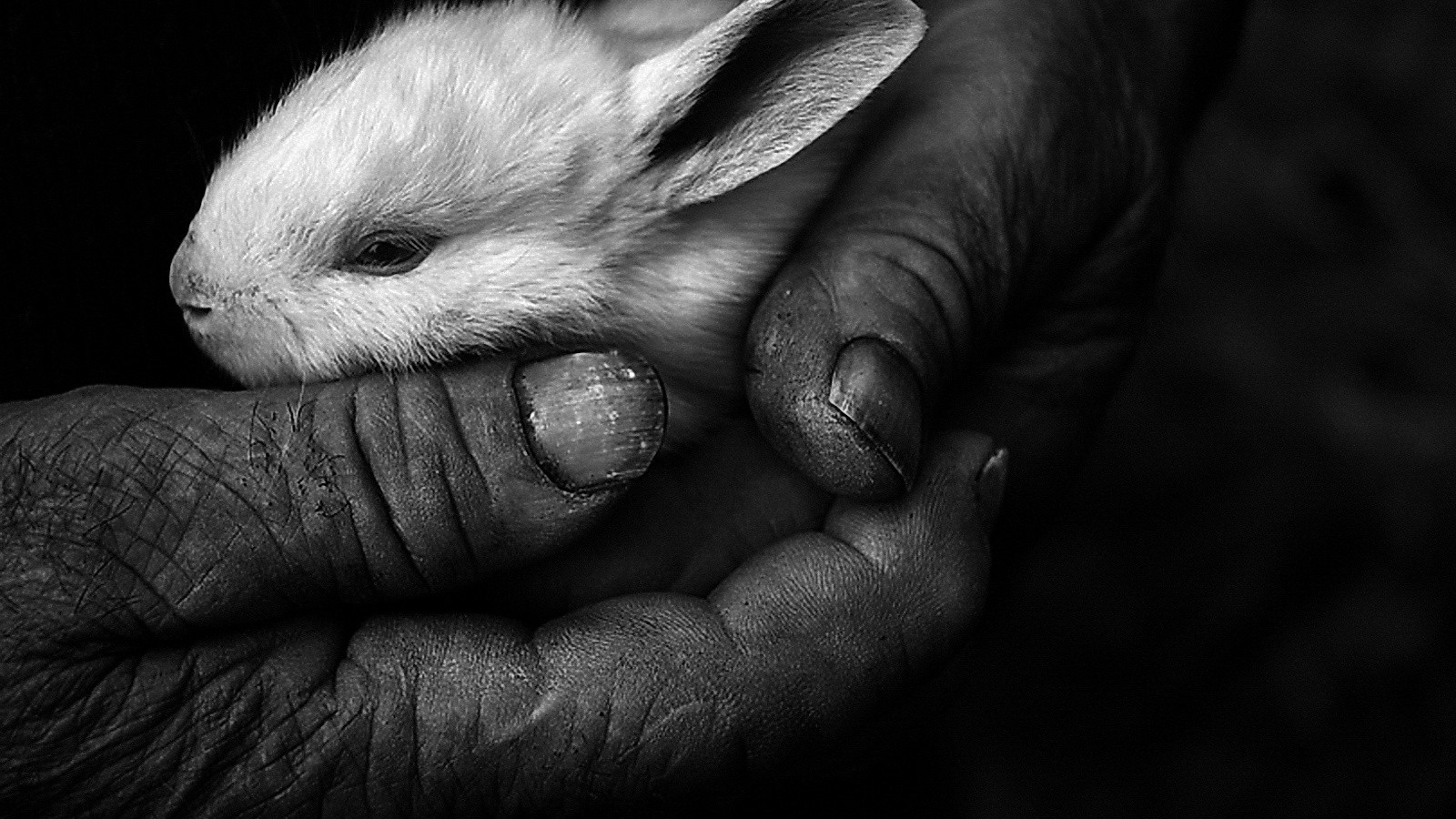 Wallpaper - Rabbit - HD Wallpaper 
