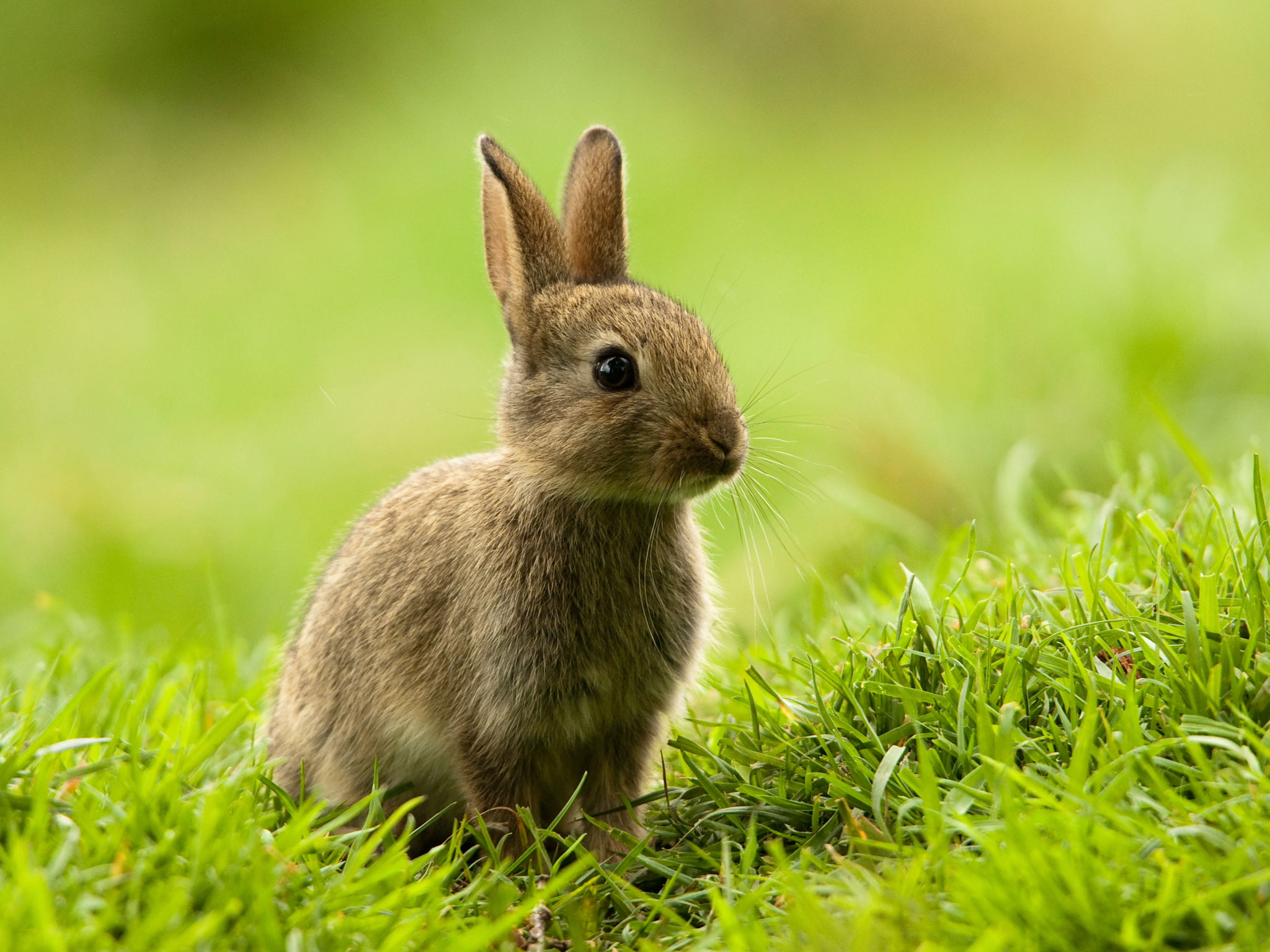 Animals Ks2 - HD Wallpaper 