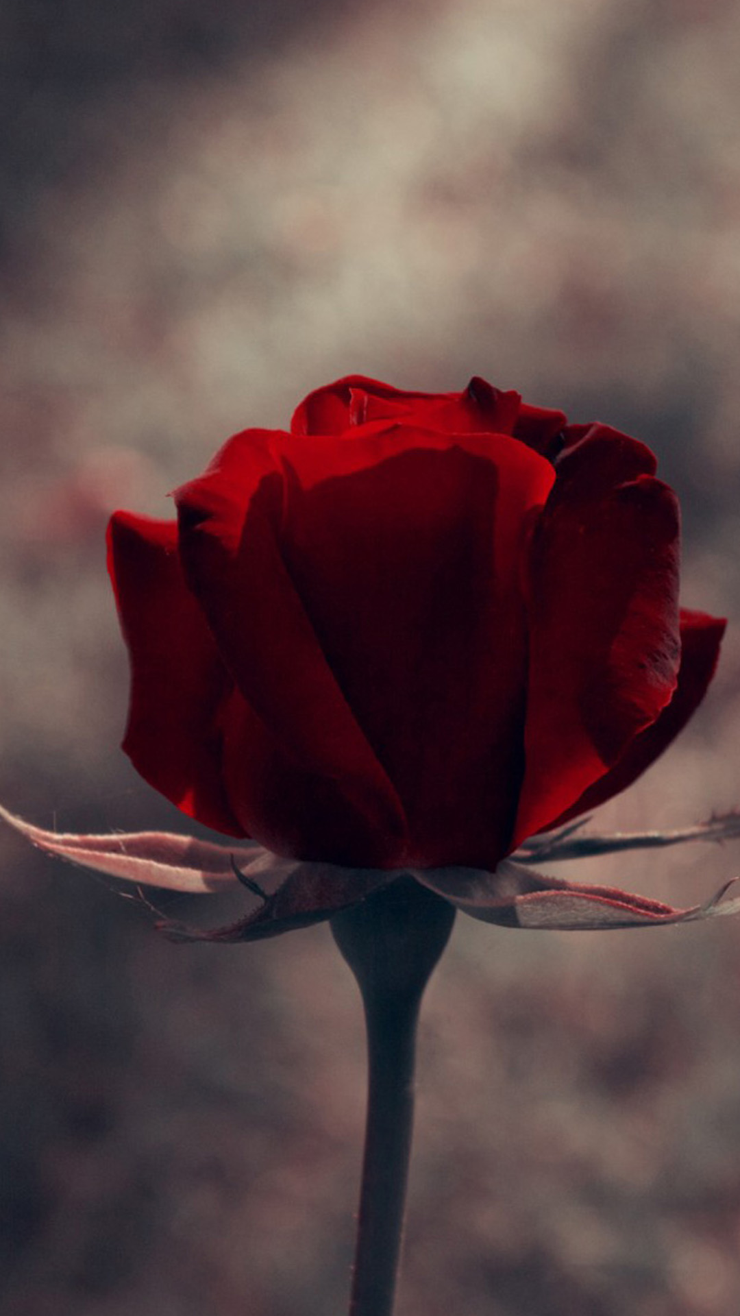 Iphone Hd Wallpapers Red Rose - HD Wallpaper 
