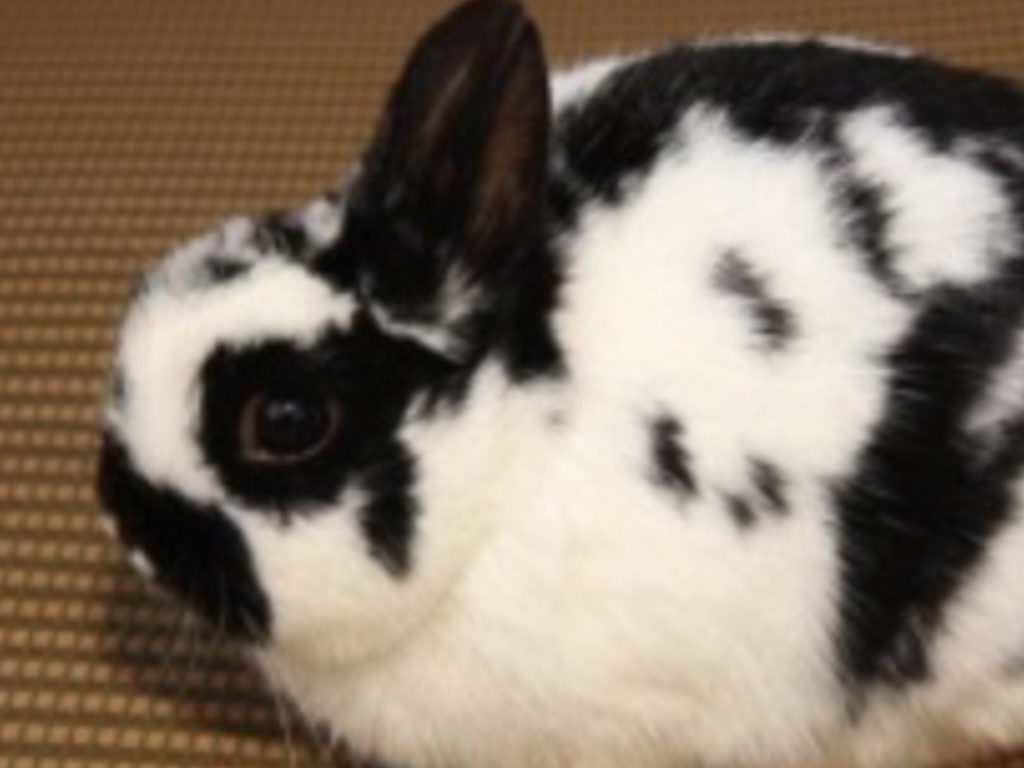 Domestic Rabbit - HD Wallpaper 