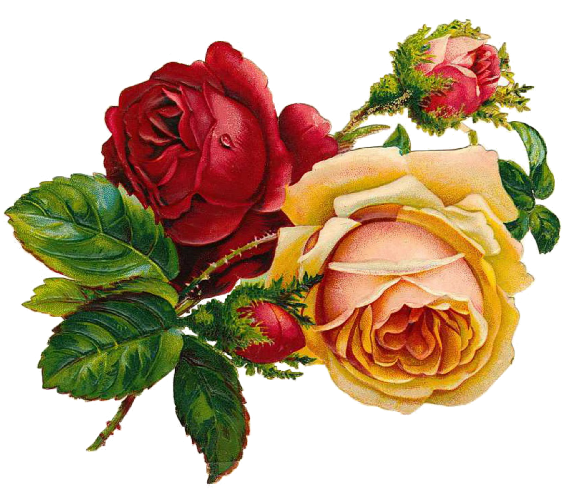 Vintage Rose Clip Art - HD Wallpaper 