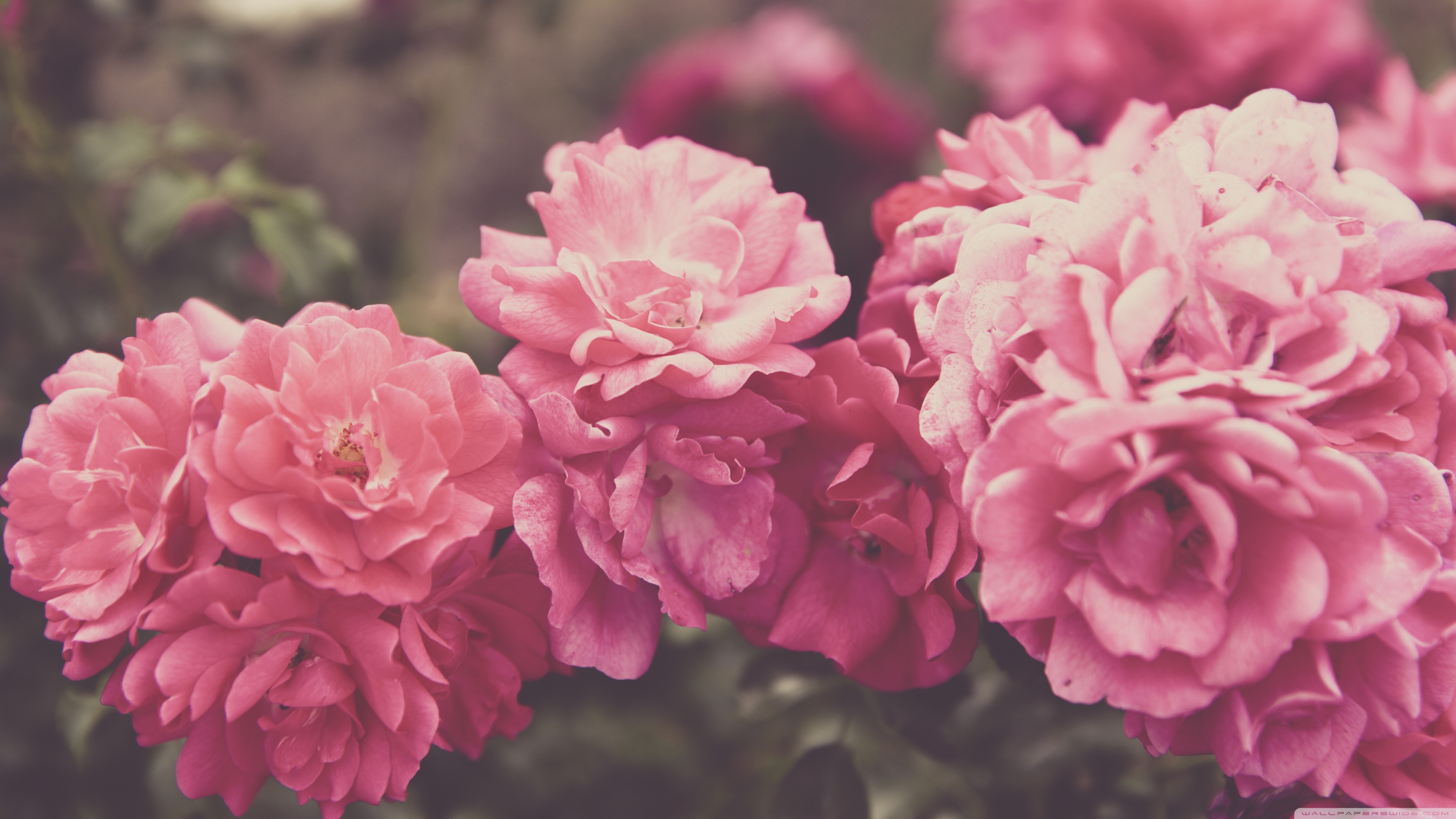 Vintage Wallpaper Hd Rose - HD Wallpaper 