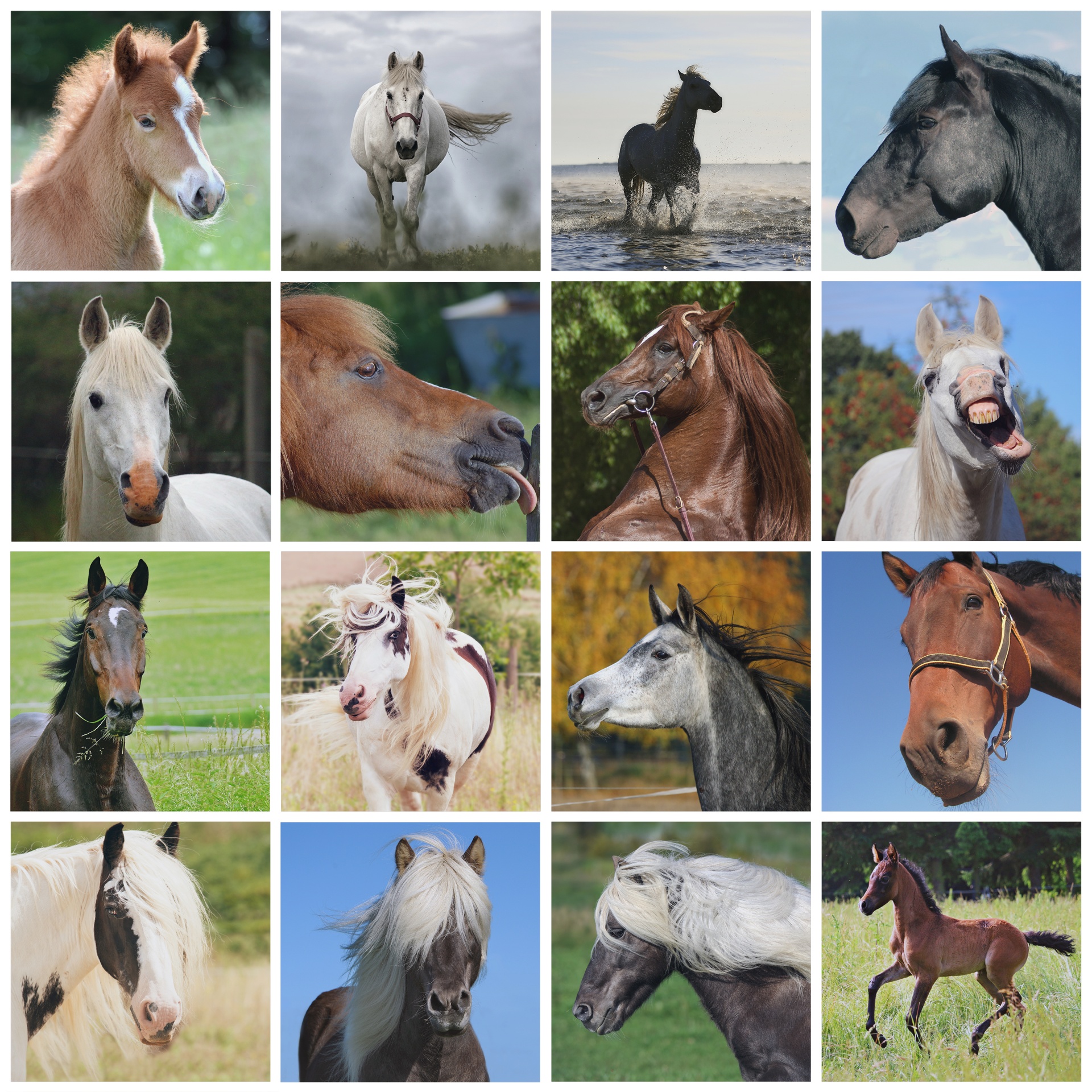 Horse Horses Wallpaper Free Photo - Horse Pictures Collage - HD Wallpaper 