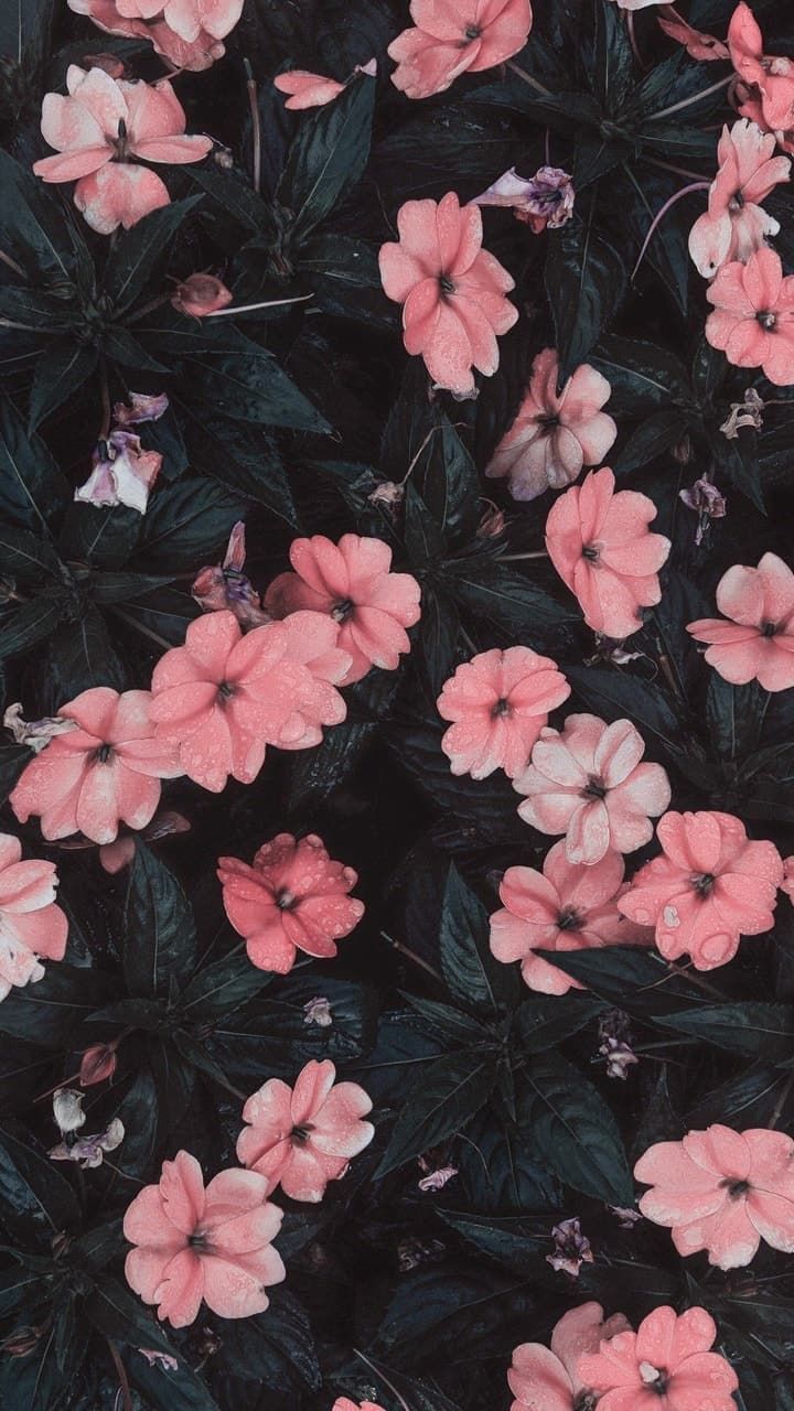 Flower Wallpaper Iphone - HD Wallpaper 
