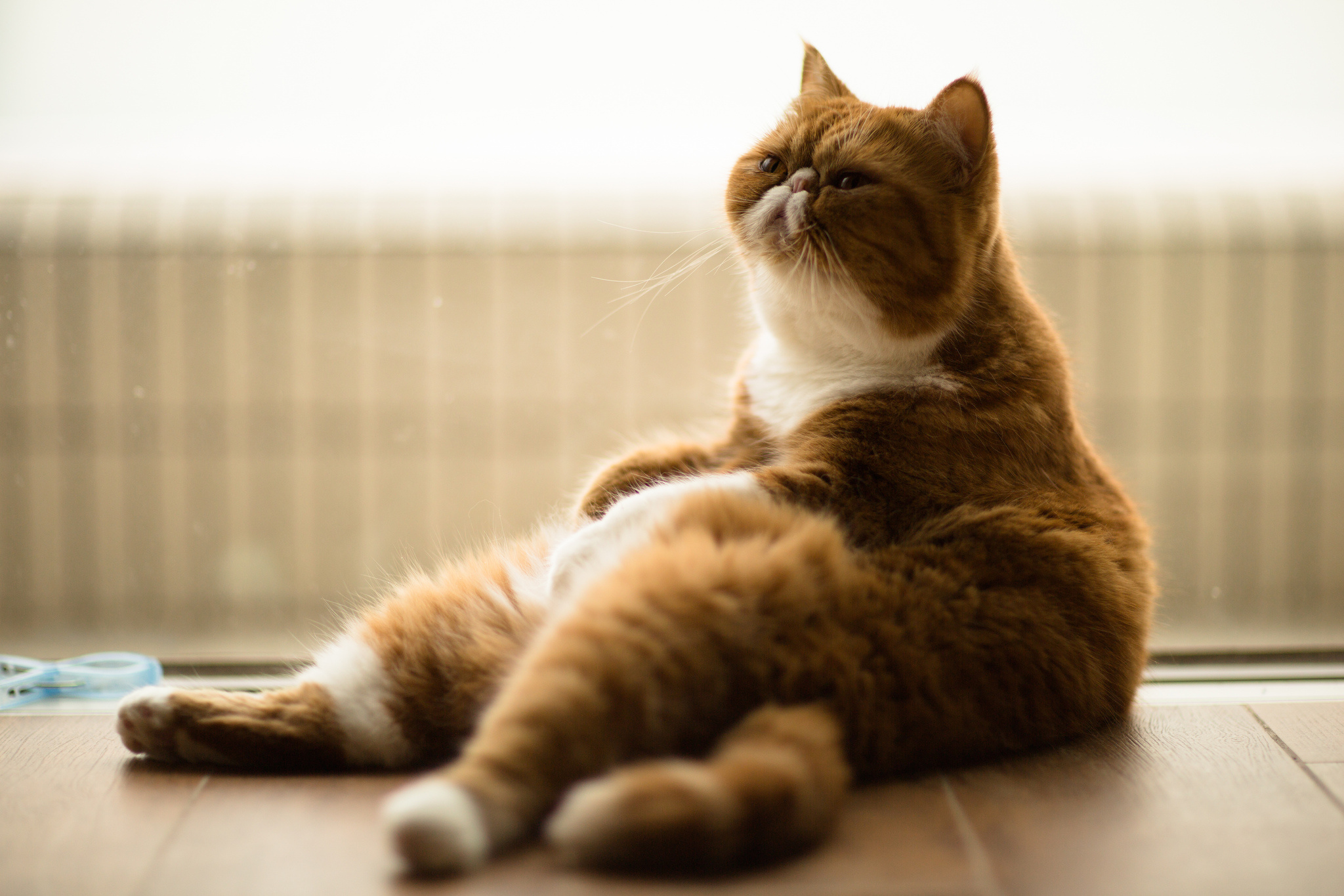 Exotic Shorthair Cat 48x1365 Wallpaper Teahub Io