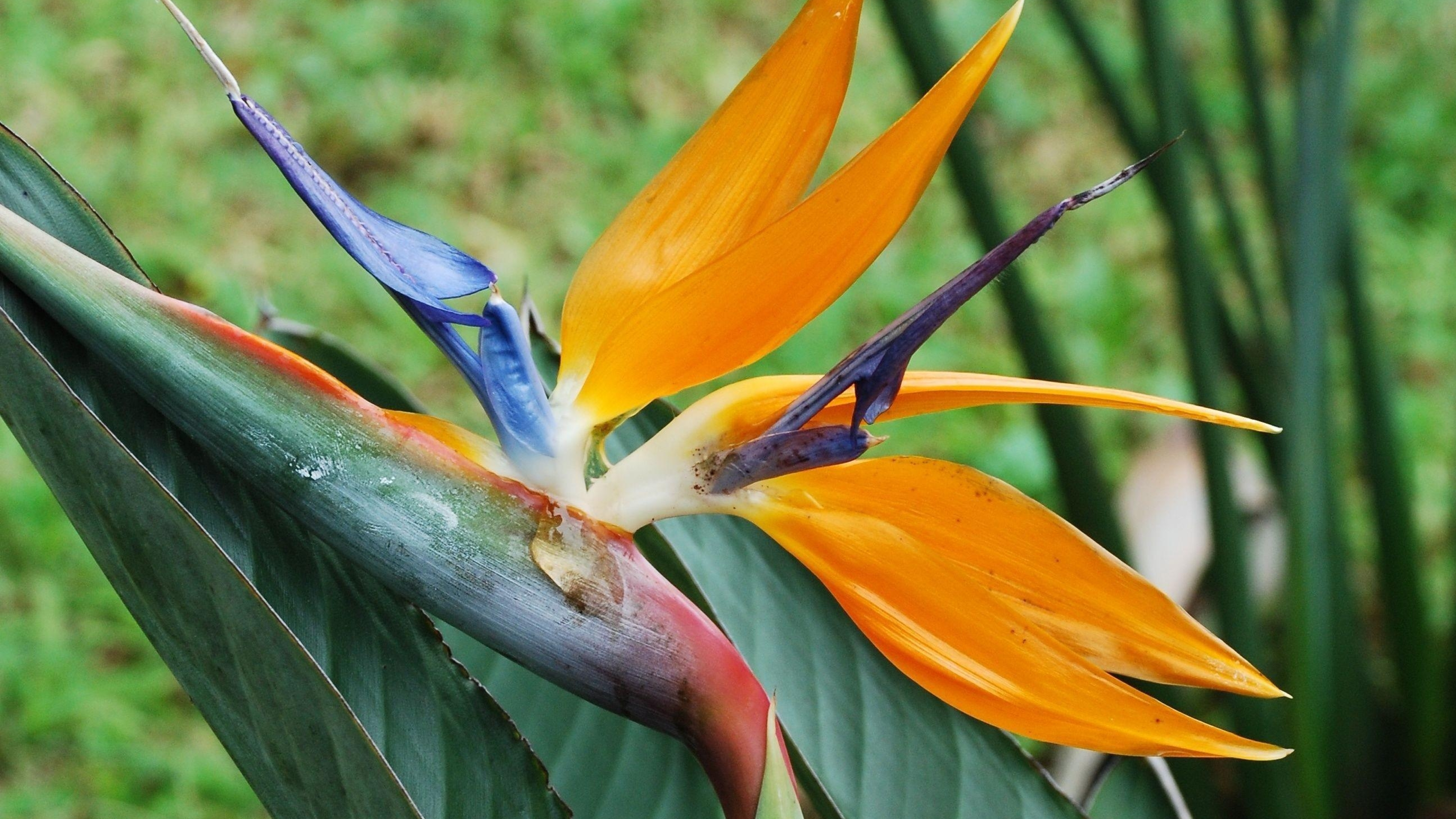 Bird Of Paradise Flower - HD Wallpaper 