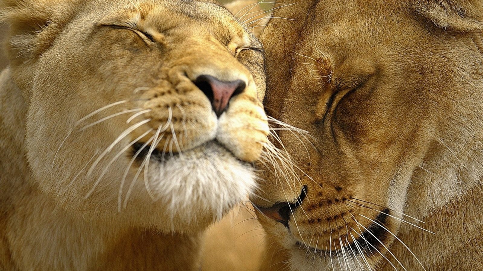 Animal Love Wallpaper Hd - HD Wallpaper 