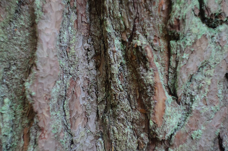 Finland, Likholm, Skin, Love, Tree, Pine, Forest, Bark, - HD Wallpaper 