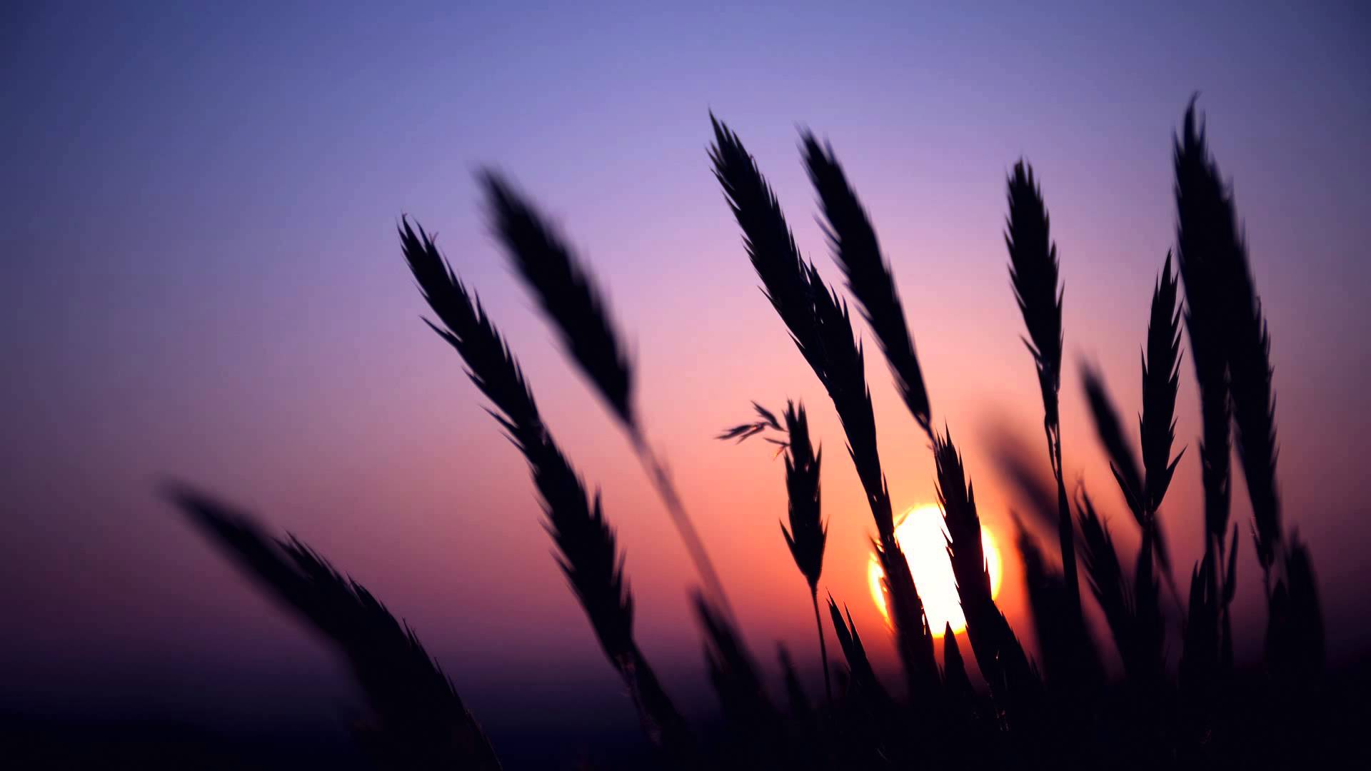 Sunset Wallpaper Hd - HD Wallpaper 