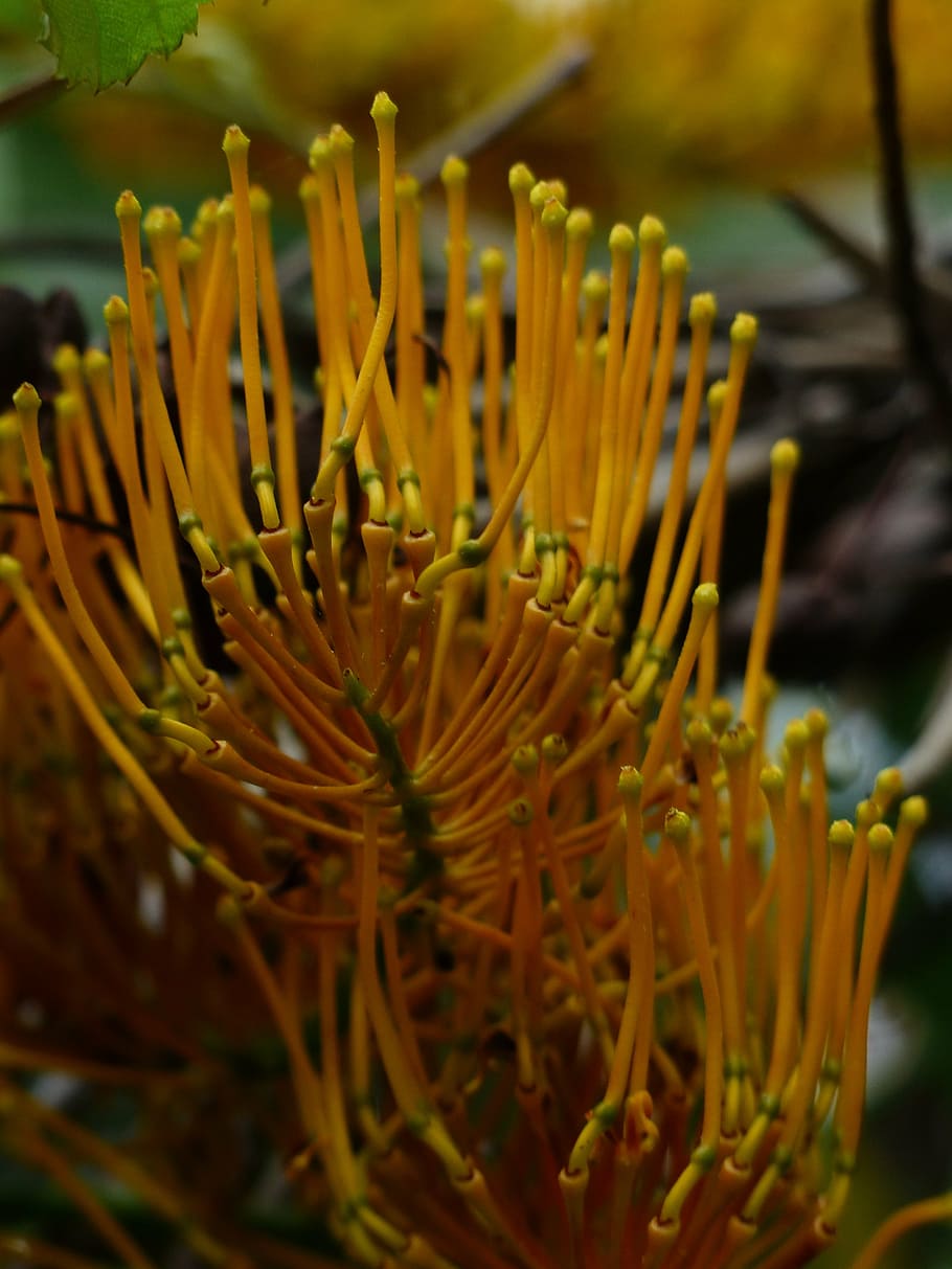 Grevillea Robusta, Flowers, Yellow, Large, Silver Oak, - HD Wallpaper 