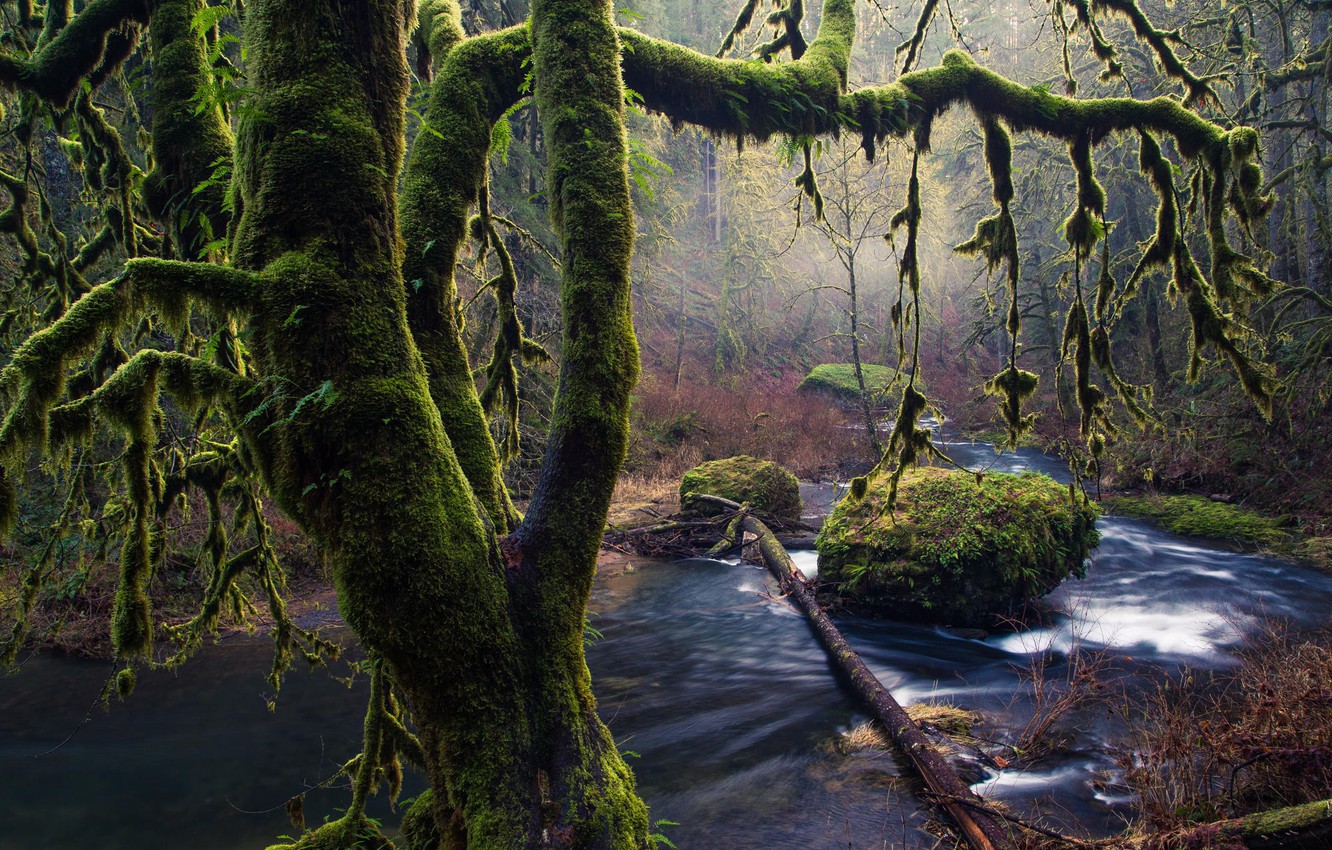 Photo Wallpaper Trees, Stones, Moss, Oregon, Silver - Brian Matiash - HD Wallpaper 