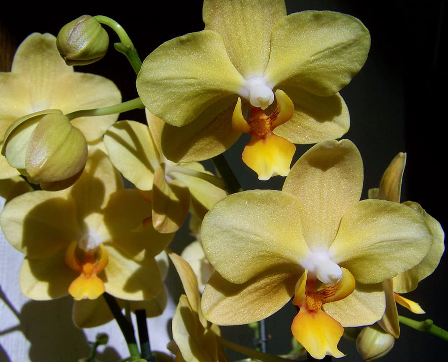 Orchid, Pale Yellow Flower, Room Plant, Flowering Plant, - Orchids - HD Wallpaper 