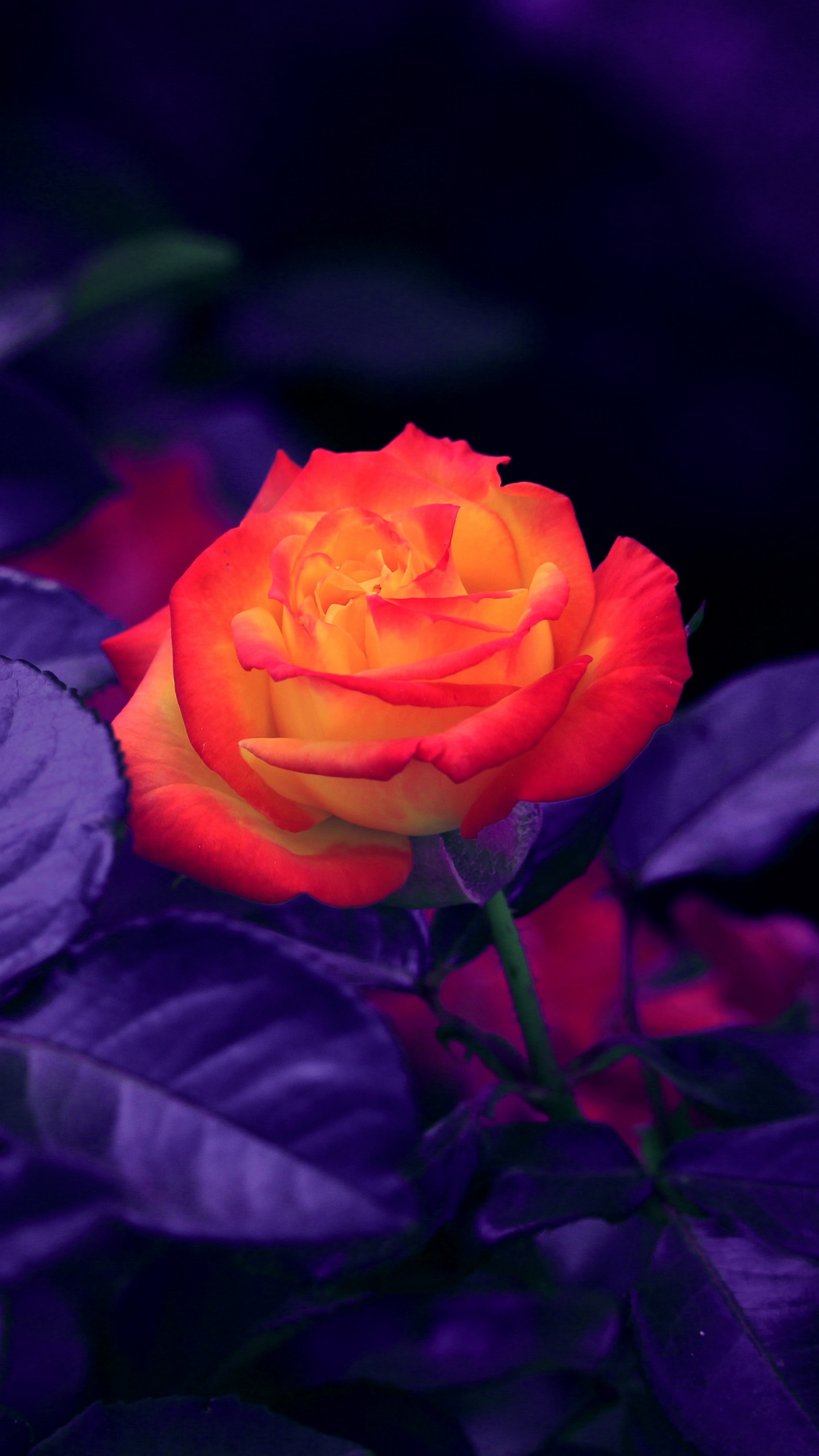 Wallpaper Rose, Bud, Orange, Purple - Iphone Flower Wallpaper Hd - HD Wallpaper 
