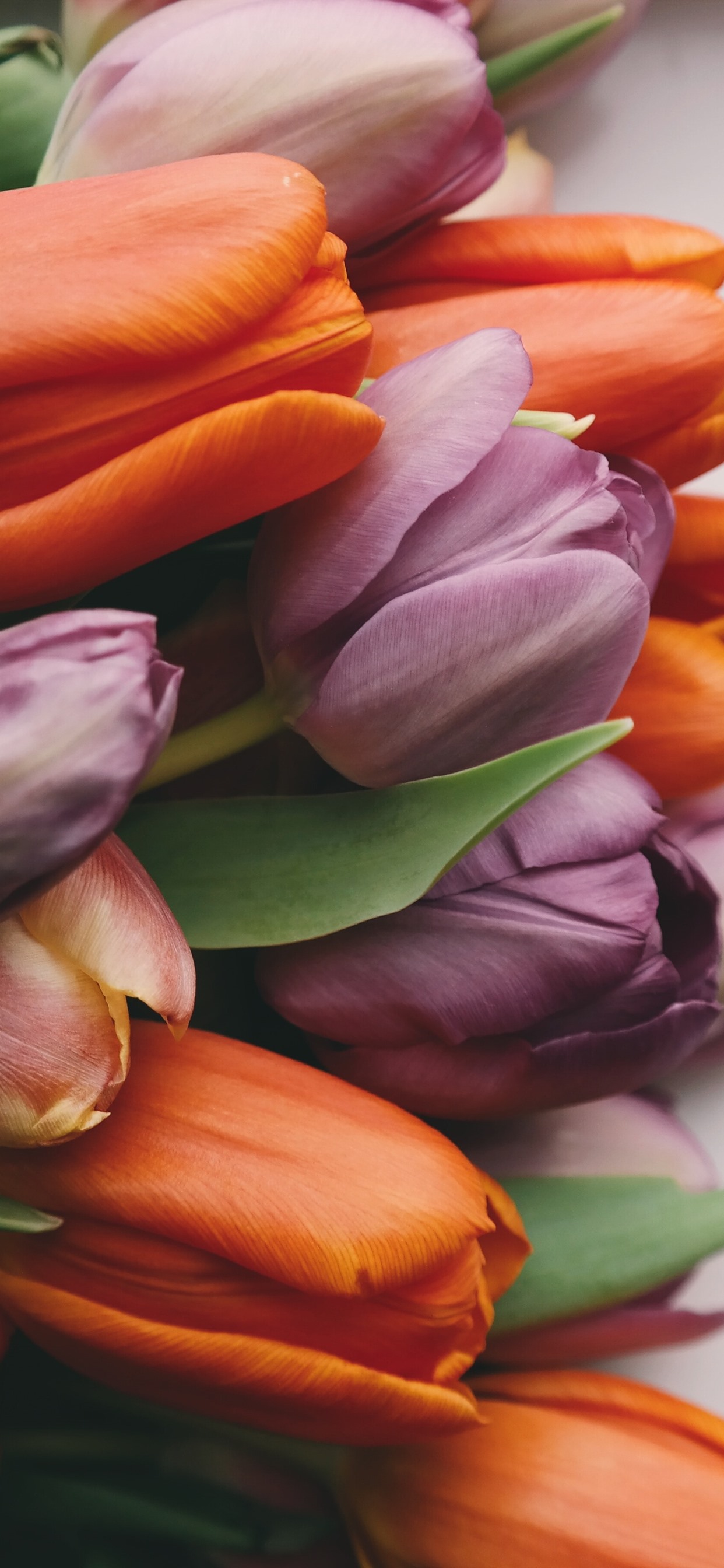 Iphone Wallpaper Purple And Orange Tulips, Bouquet - Оранжевые Обои На Айфон - HD Wallpaper 