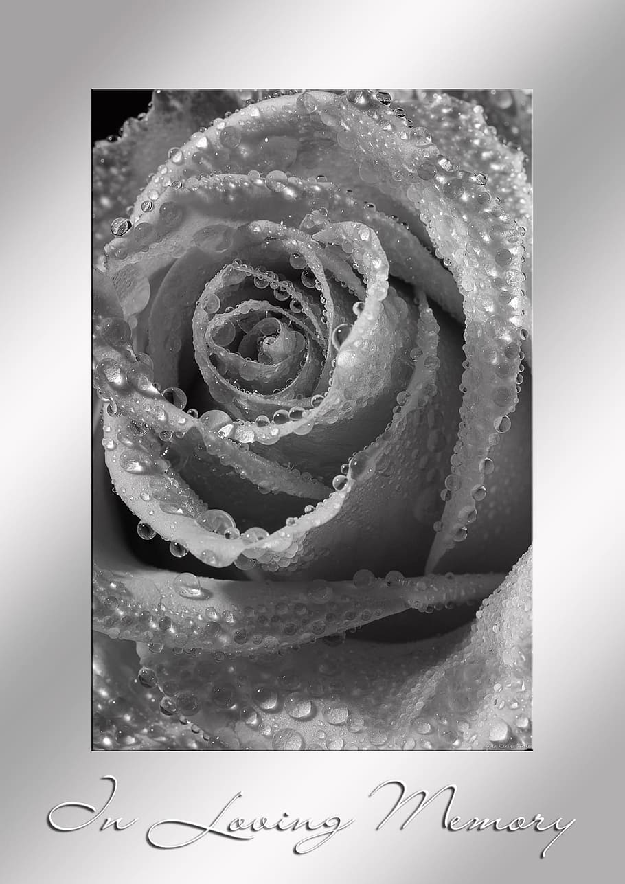 Grey Rose Painting With Text Overlay, Mourning, Death, - HD Wallpaper 