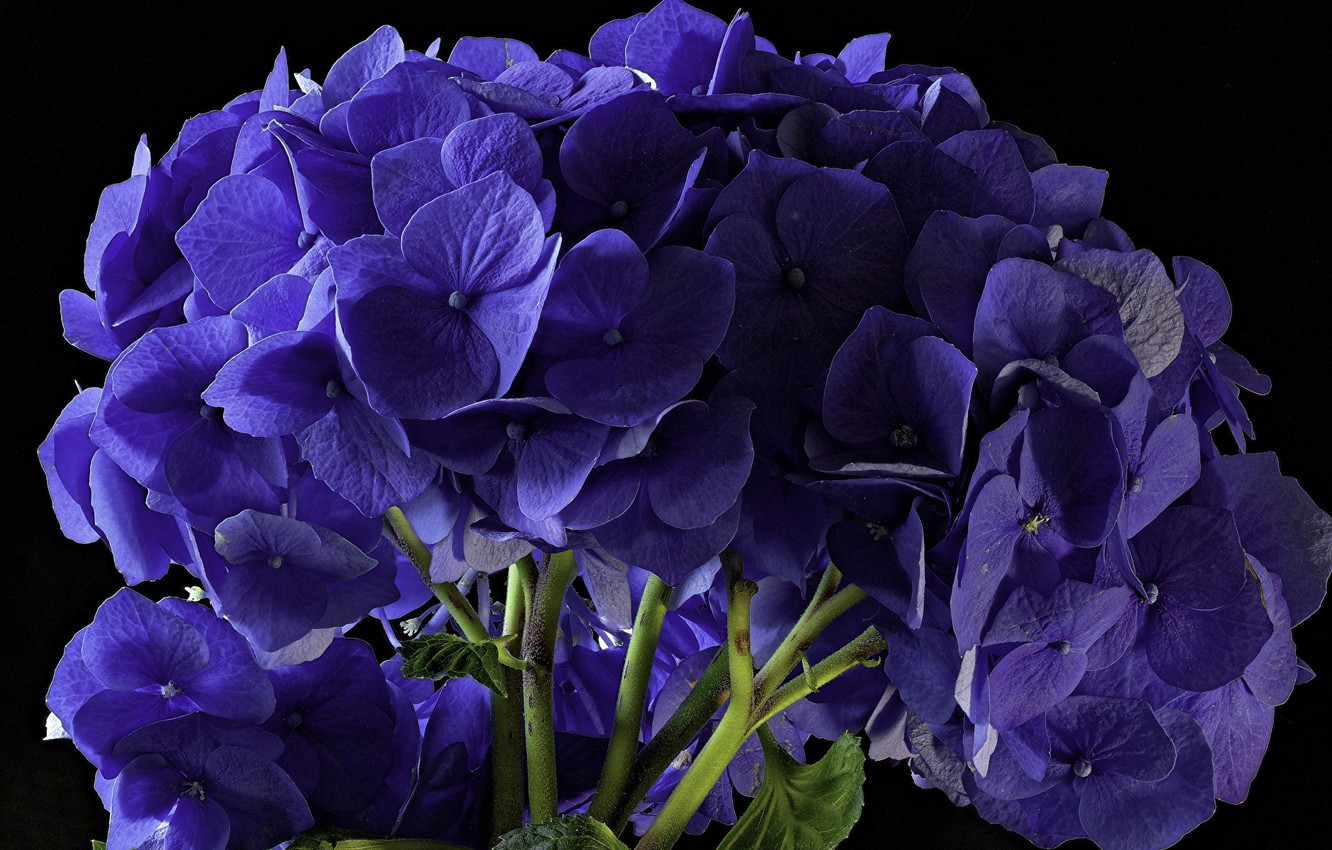 Photo Wallpaper Background, Hydrangea, The Color Purple - Hydrangea - HD Wallpaper 