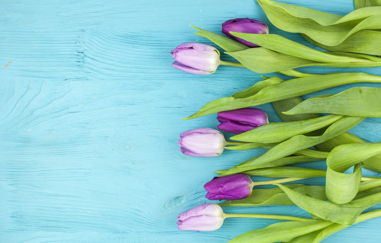 Photo Wallpaper Flowers, Background, Tulips, Purple, - Фон Бирюзовый С Цветами - HD Wallpaper 