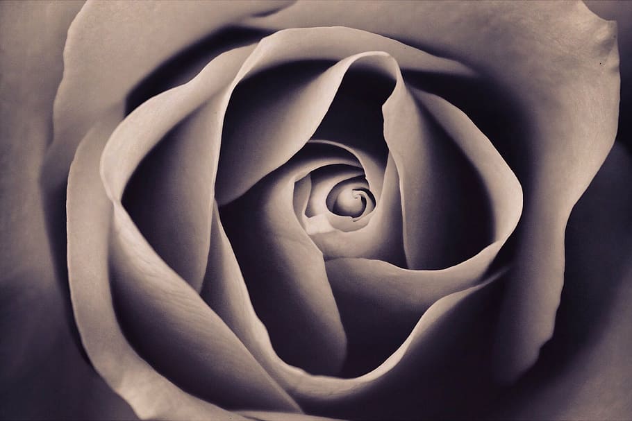 Grey Rose Macro Painting, Affection, Art, Beautiful, - HD Wallpaper 