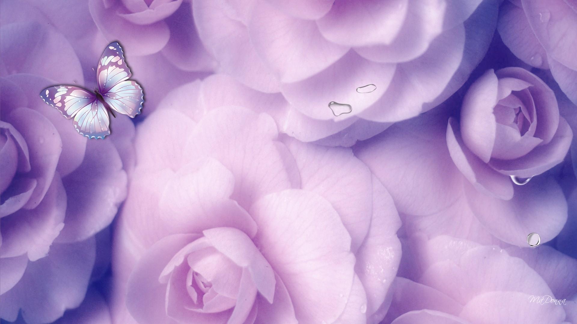 Lavender Roses Background - HD Wallpaper 