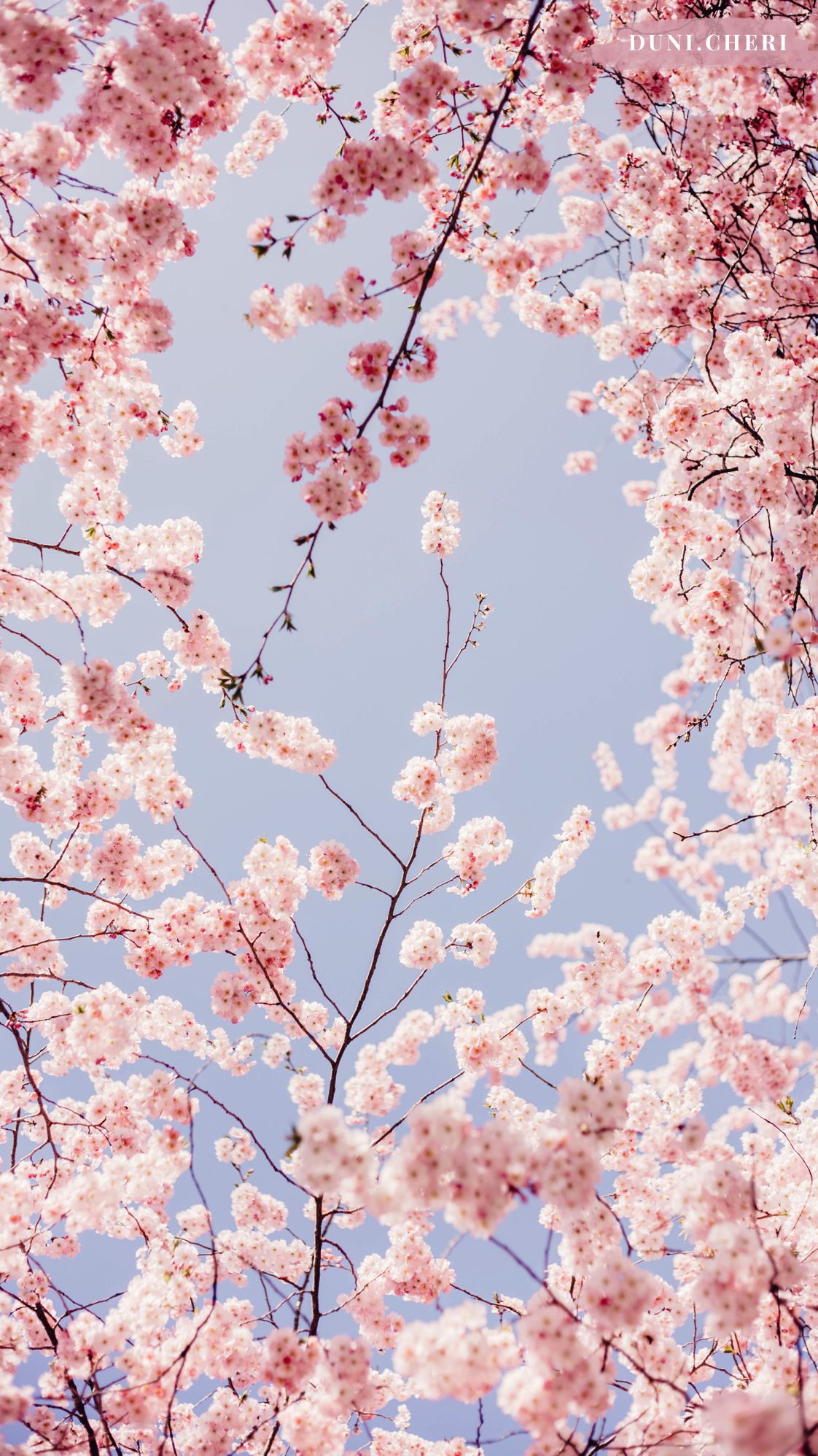 Cherry Blossom Wallpaper Iphone - HD Wallpaper 