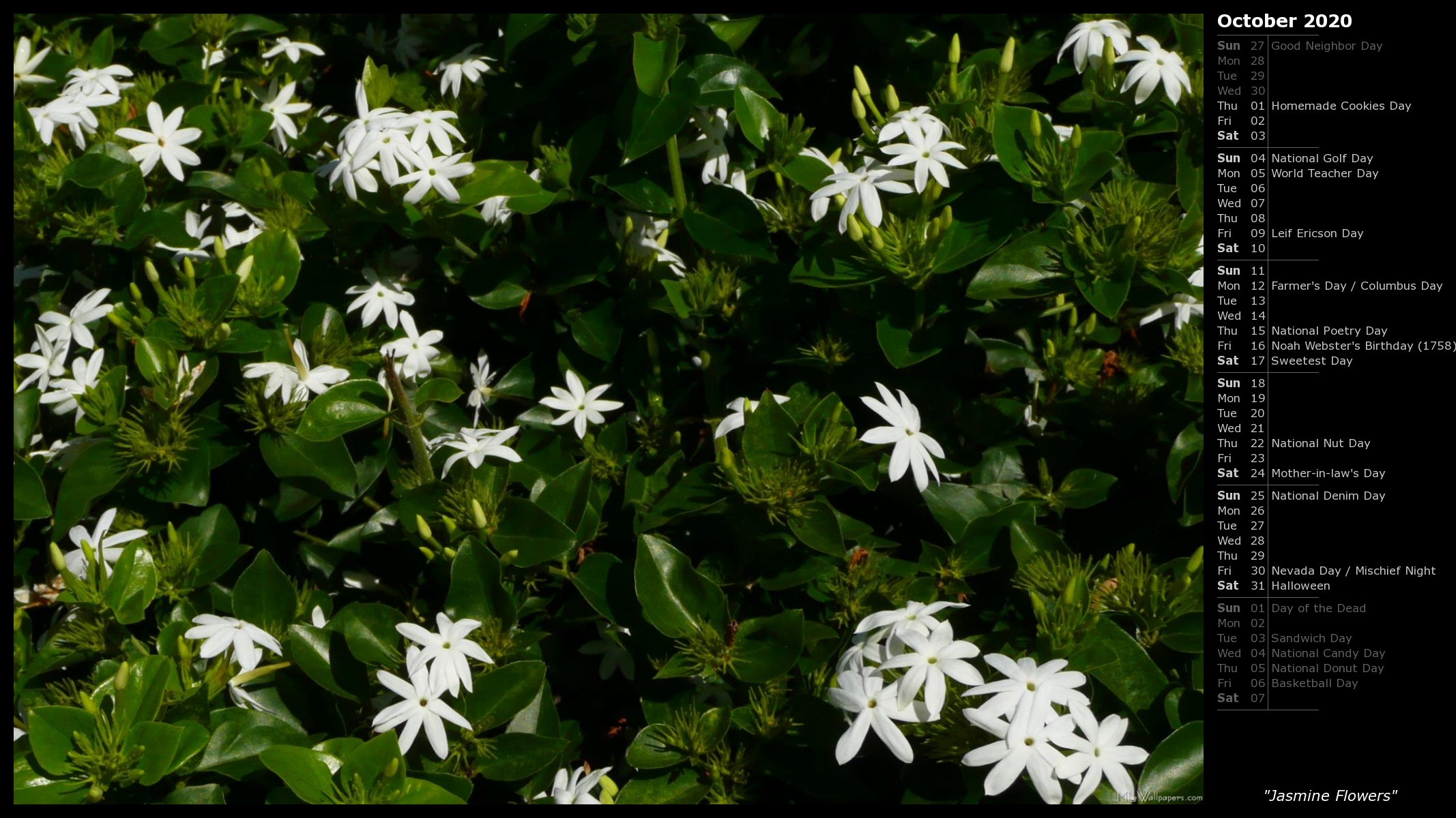 Jasmine Flowers - HD Wallpaper 