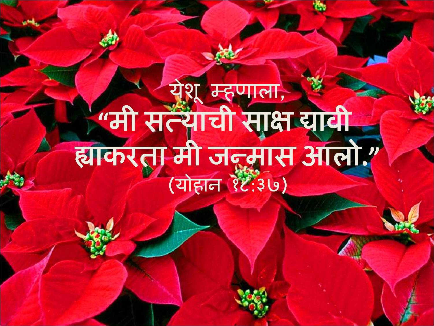 Wallpaper Christmas 2013 John 18 37 A - Stelle Di Natale Ail 2018 - HD Wallpaper 