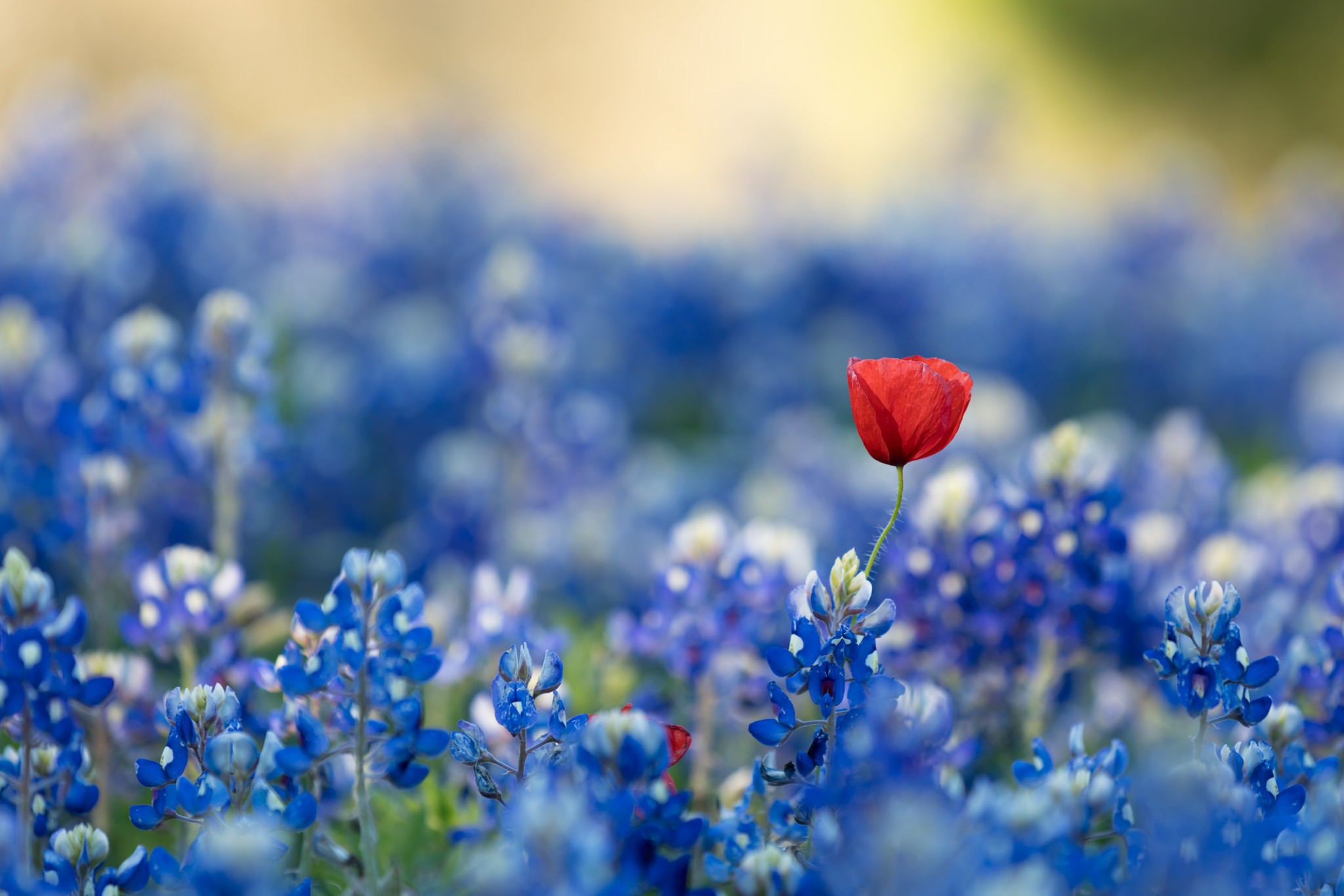 Red And Blue Flower Background - HD Wallpaper 