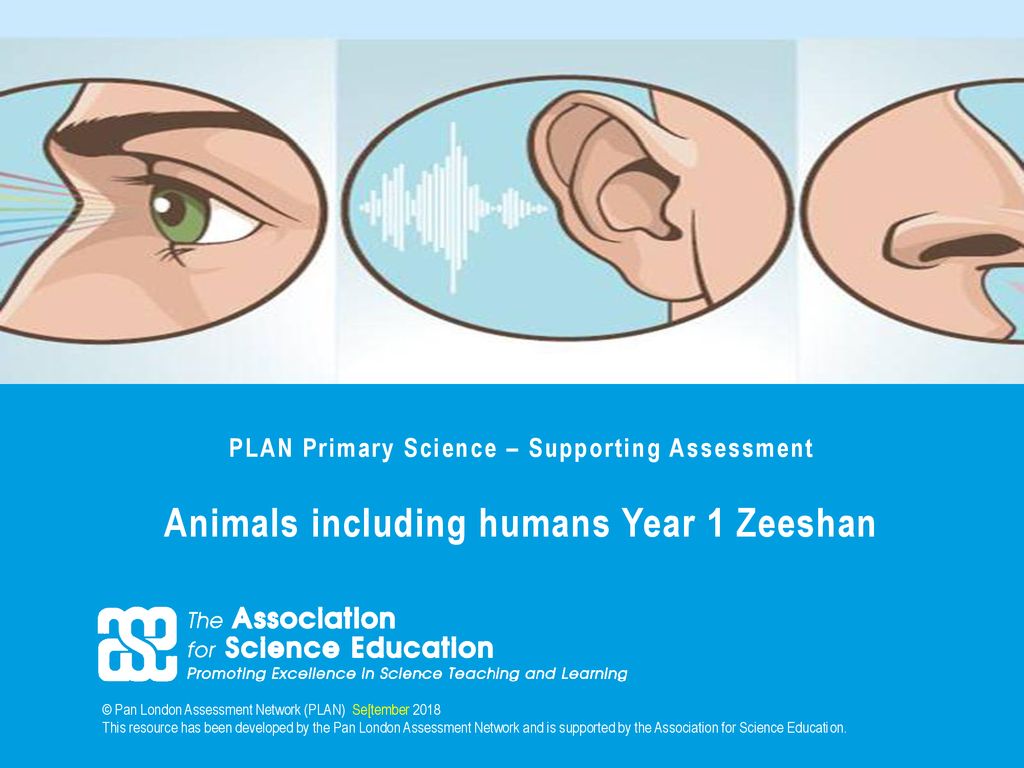Y1 Animals Including Humans - HD Wallpaper 