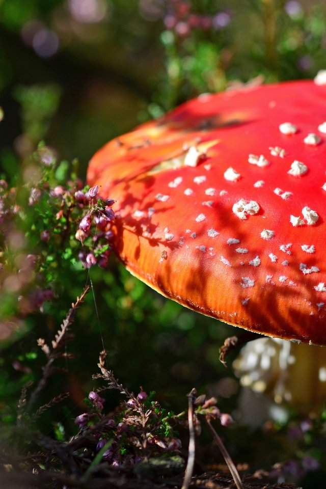 Fly Agaric, Mushroom, Red Fly Agaric Mushroom, Toxic - Relajación 20 Paisajes Sonoros Profundamente Relajantes - HD Wallpaper 