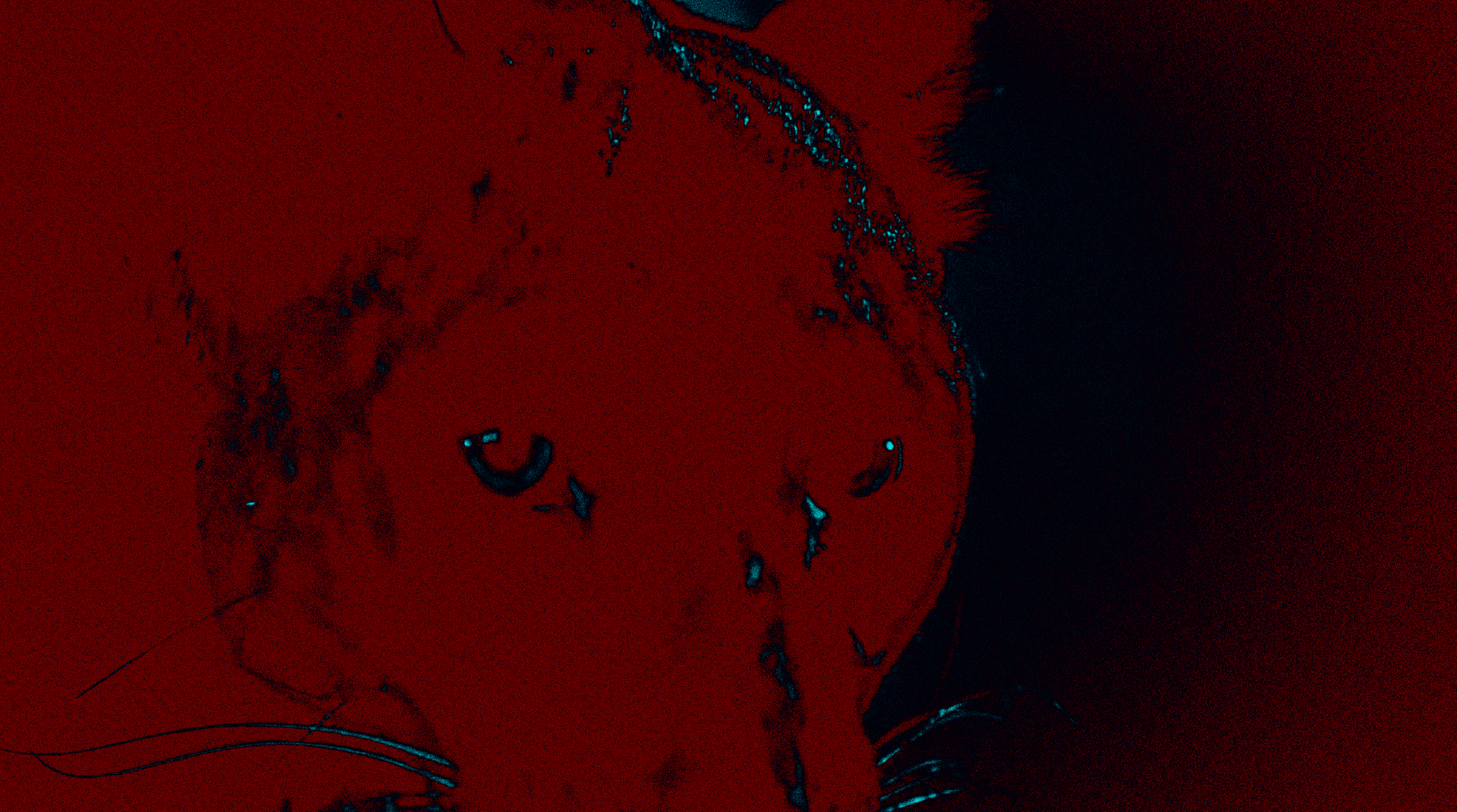 Gazette Ninth - HD Wallpaper 