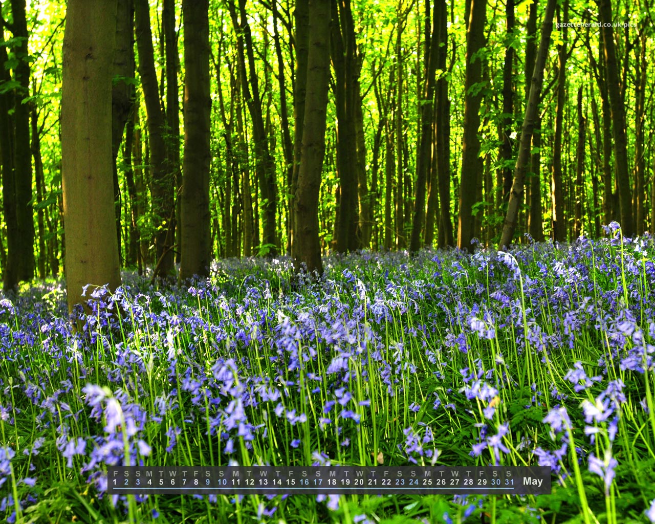 Iris - 1280x1024 Wallpaper - teahub.io