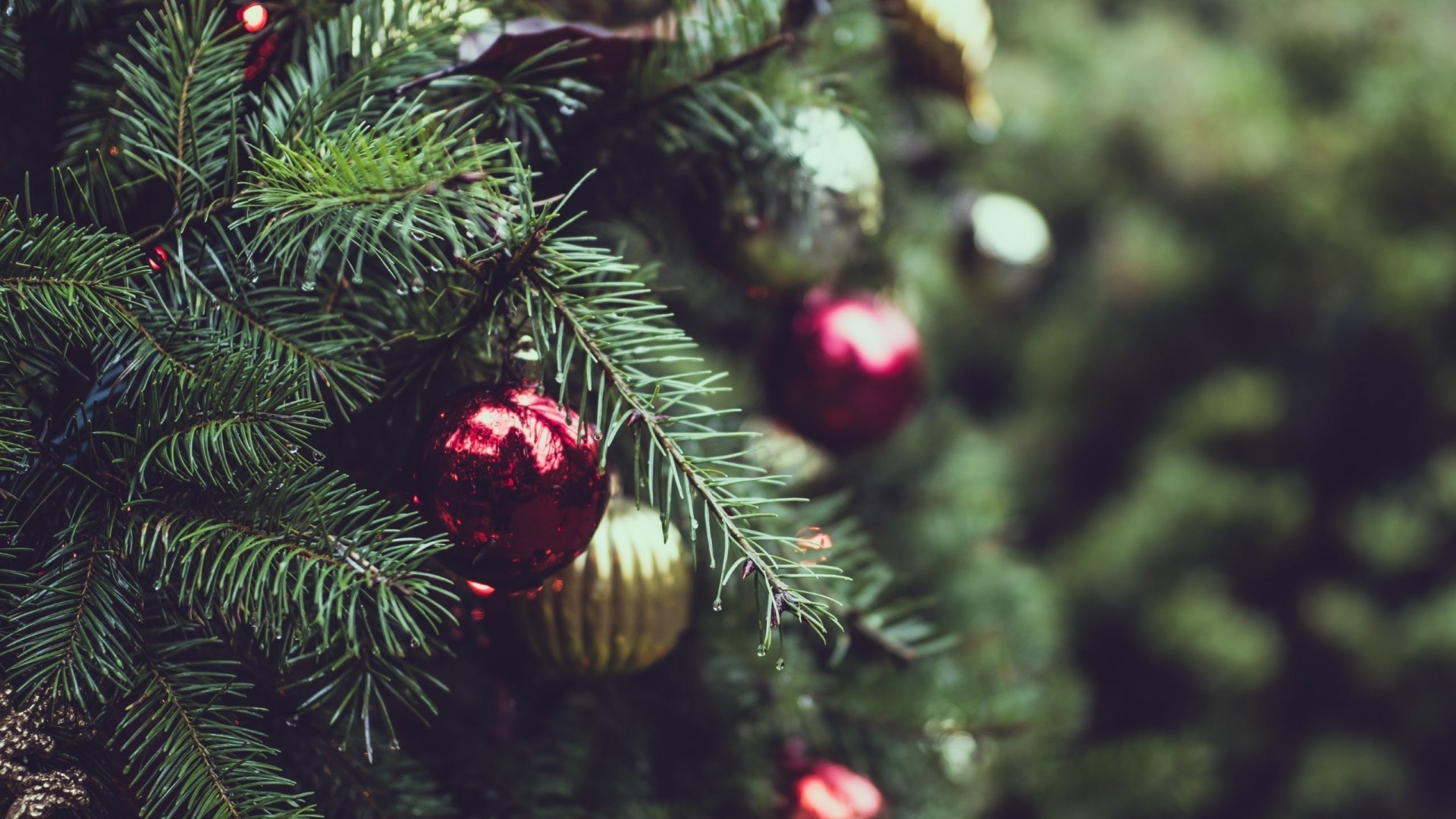 Christmas Tree, Ornaments, Close-up, Blurred - Christmas Tree Close Up - HD Wallpaper 