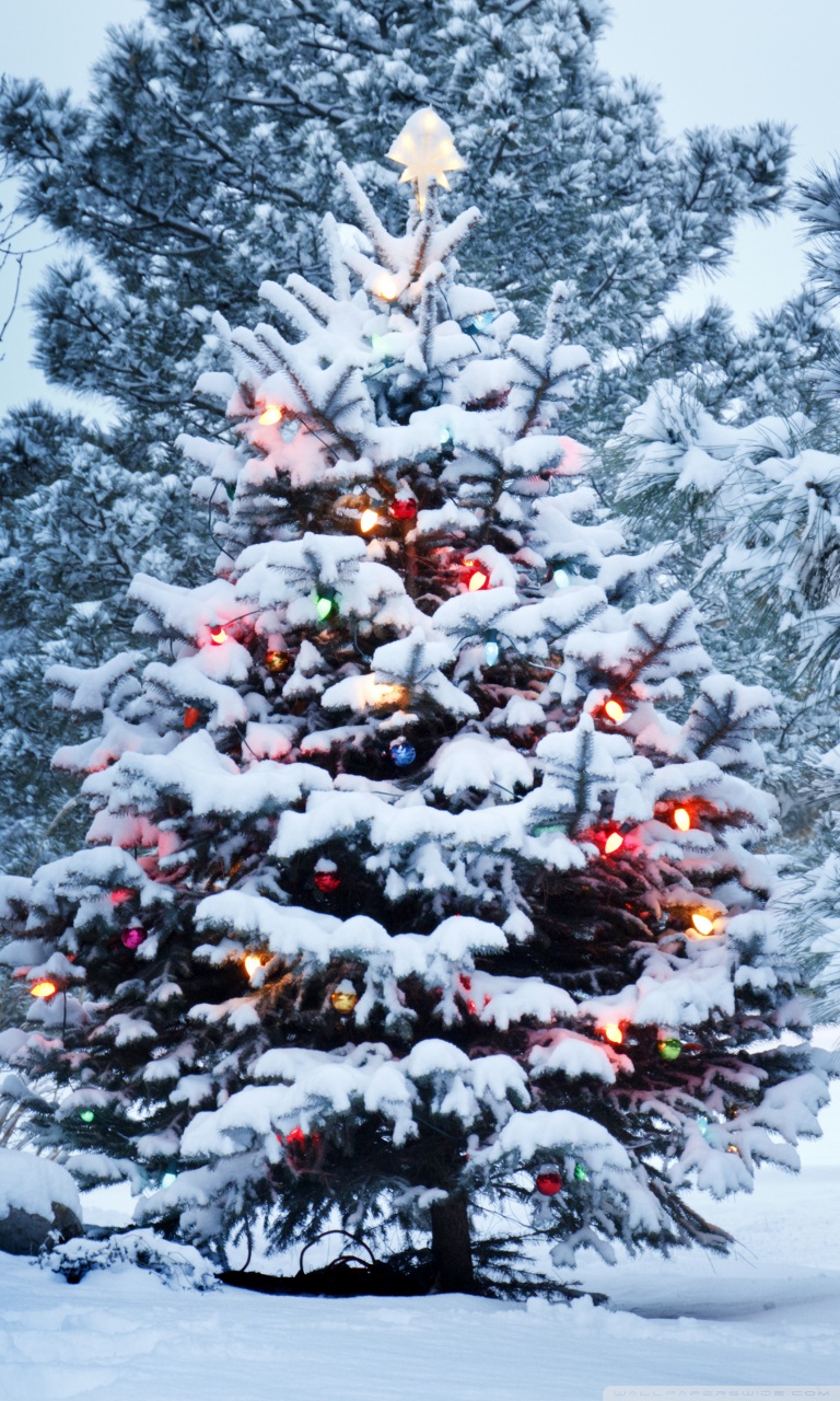 Live Wallpaper Christmas Trees - HD Wallpaper 