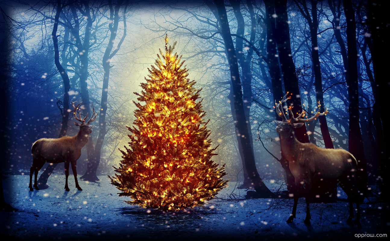 Christmas Deer In Forest - HD Wallpaper 