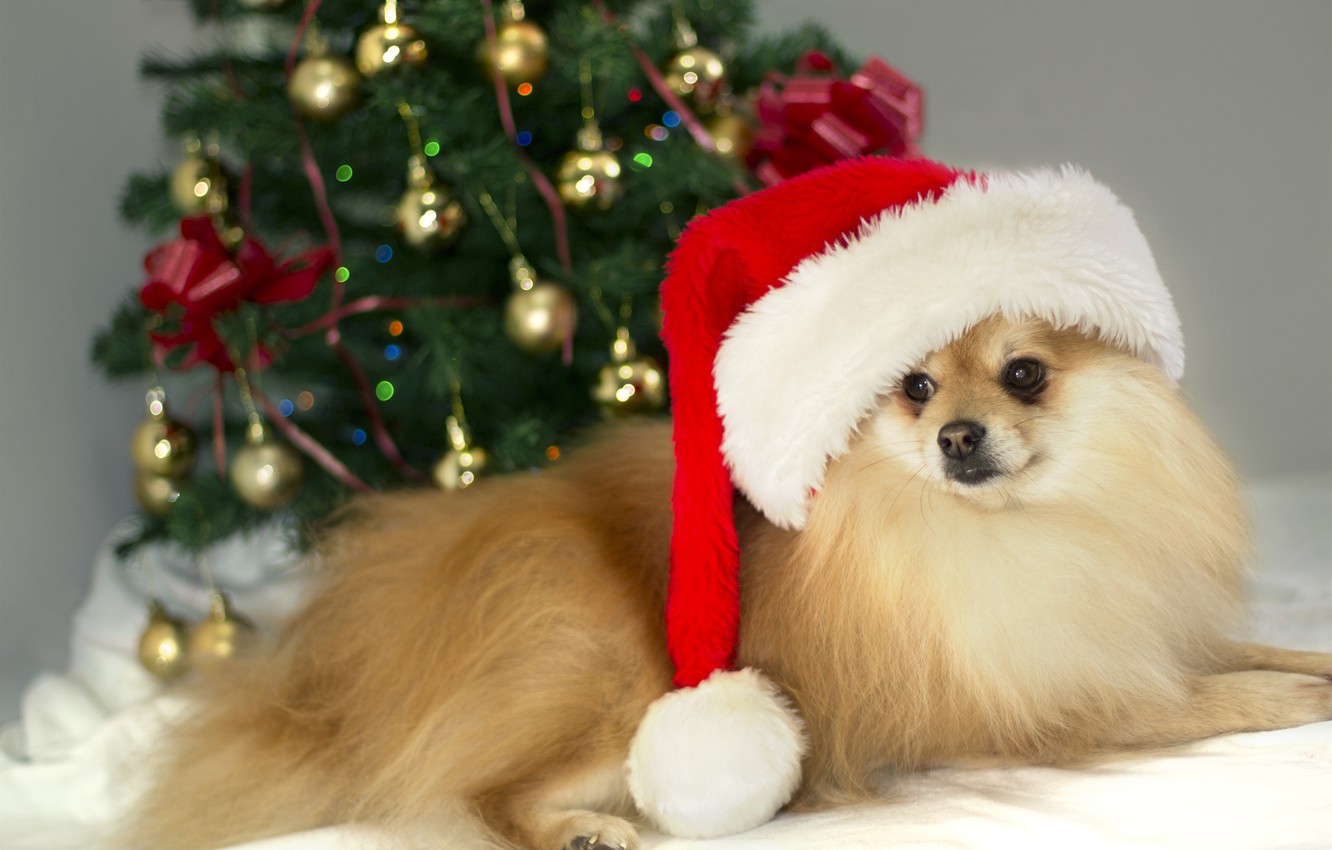 Photo Wallpaper Christmas, Photo, Brown, Dog, Cute, - Christmas Celebration With Animals - HD Wallpaper 