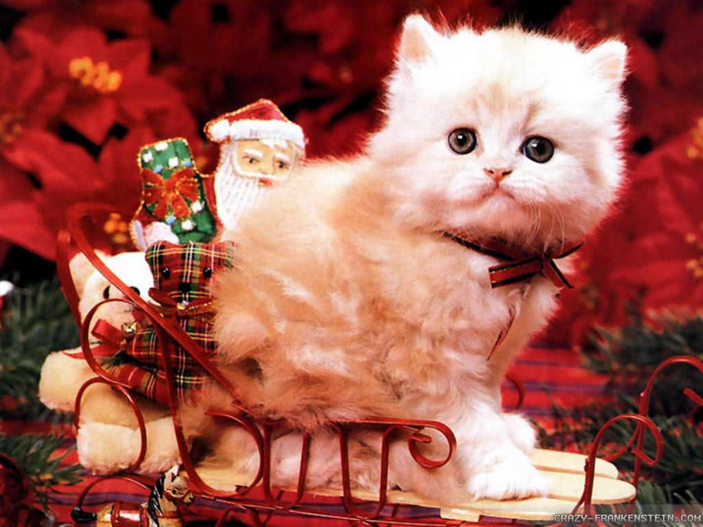 Cute Cat Christmas Backgrounds - HD Wallpaper 