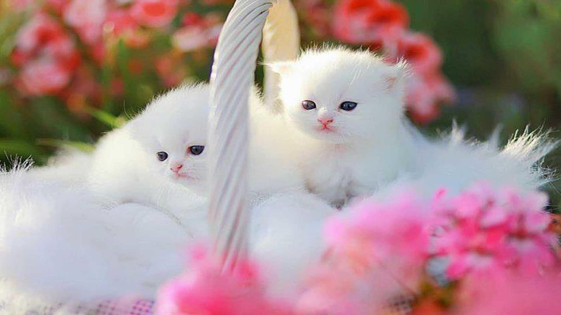 1920x1080, Cute Little Kittens Wallpaper 
 Data Id - Cute Kitten Wallpaper Hd - HD Wallpaper 