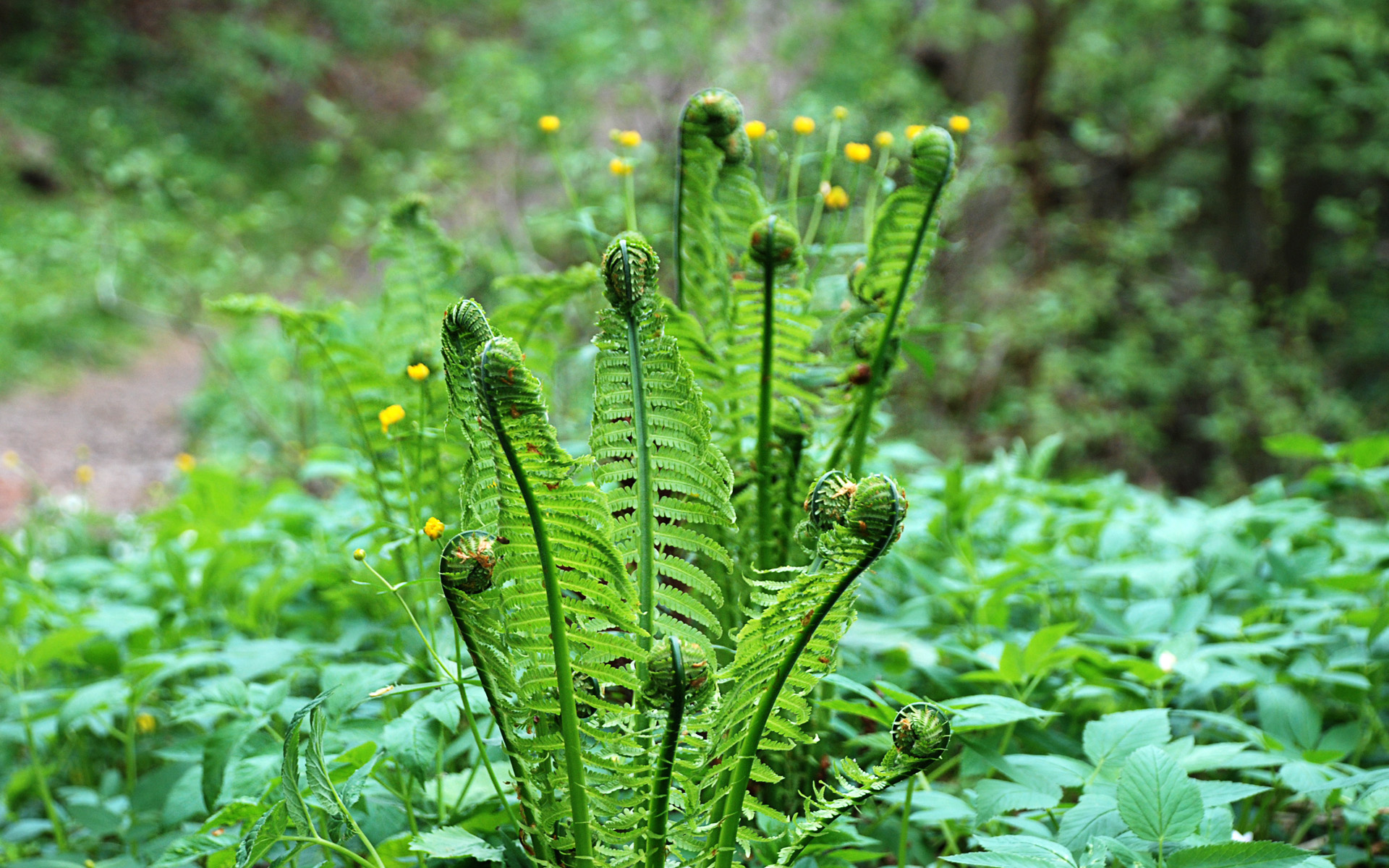 Fern Grass - HD Wallpaper 