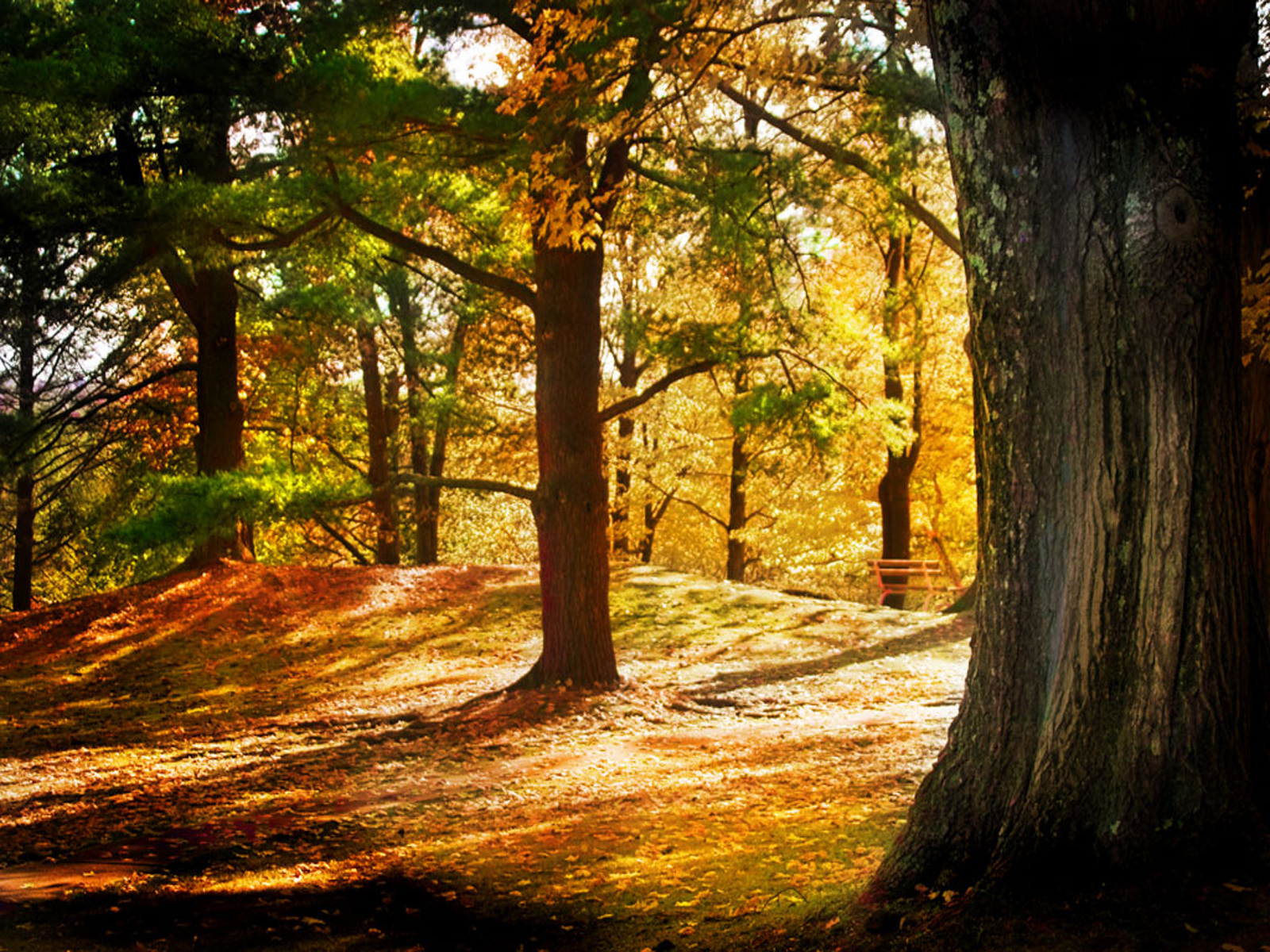 Brown Forest Windows 7 Scenery Wallpaper - Brown Forest - HD Wallpaper 